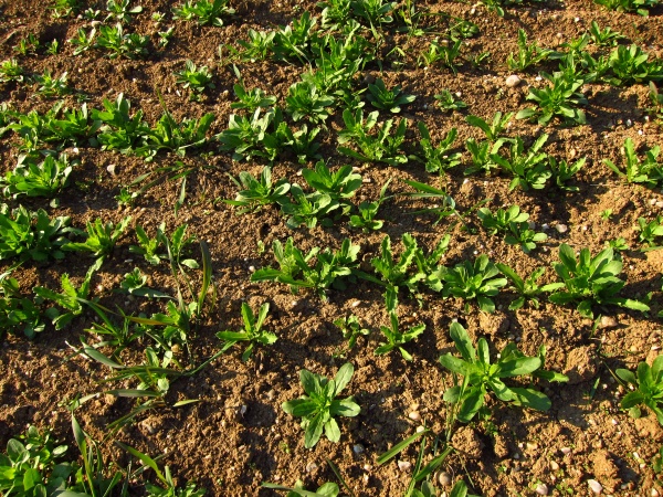 Dávky a kombinace herbicidů se řídí růstovou fází máku a plevelným spektrem 