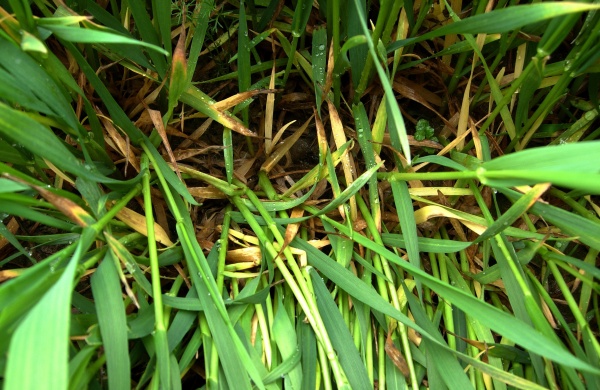 Proti chorobám pat stébel pšenice se zasahuje od počátku sloupkování