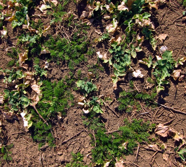 Jarní regulaci plevelů v řepce lze začít po obnovení jejich vegetace