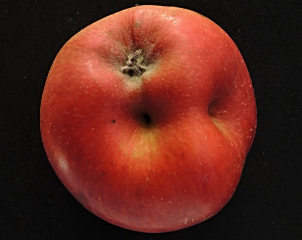 Jablko poškozené zobonoskou
