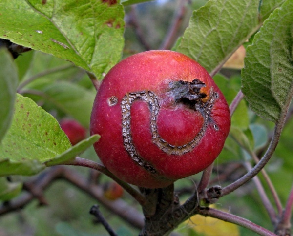 Jablko poškozené pilatkou 