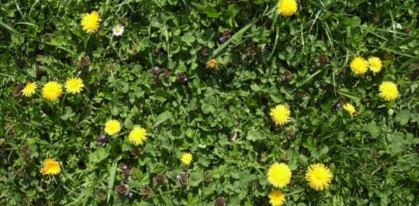 Zaplevelený trávník je možno ošetřit herbicidy na jaře nebo po první seči