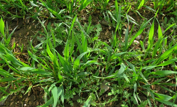 Ošetření ječmene proti plevelům lze provádět většinou již od začátku odnožování 