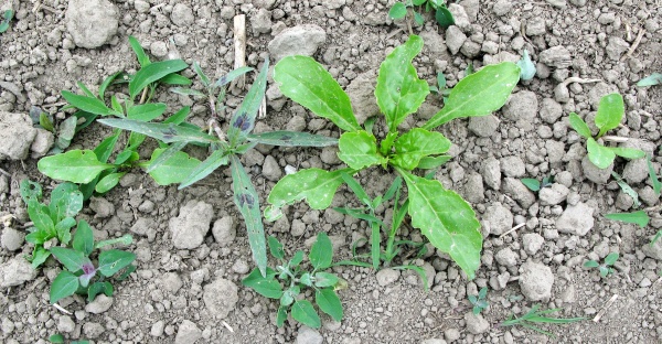 Dávky a kombinace herbicidů do cukrovky se volí podle růstové fáze cukrovky i plevelů
