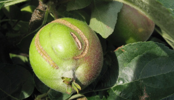 Plod poškozený pilatkou jablečnou