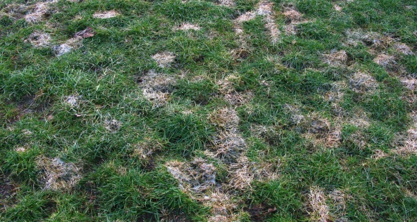 Na jaře je používání fungicidů proti plísni sněžné v trávníku zbytečné
