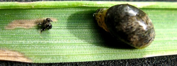 Kohoutek larva