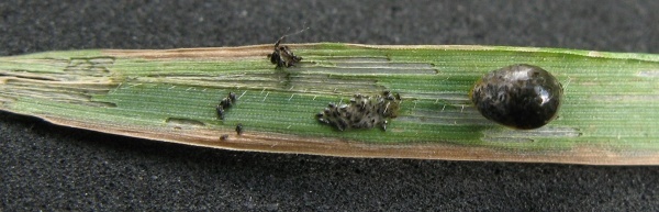 Larva kohoutka