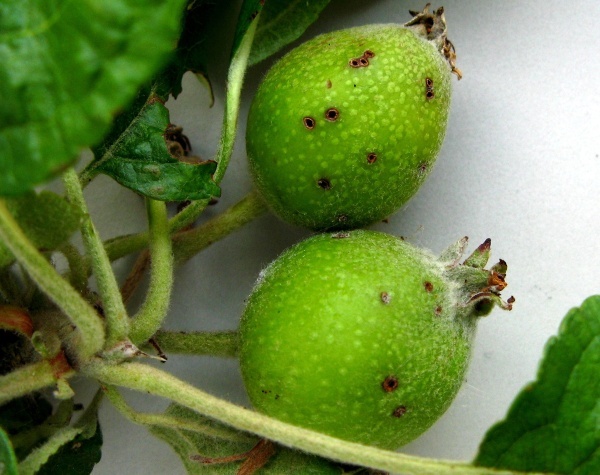 Poškození plodů zobonoskou ovocnou