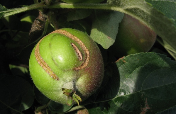 Poškození plodů pilatkou jablečnou