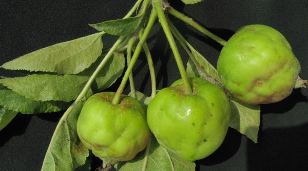 Poškození plodů mšicí jabloňovou