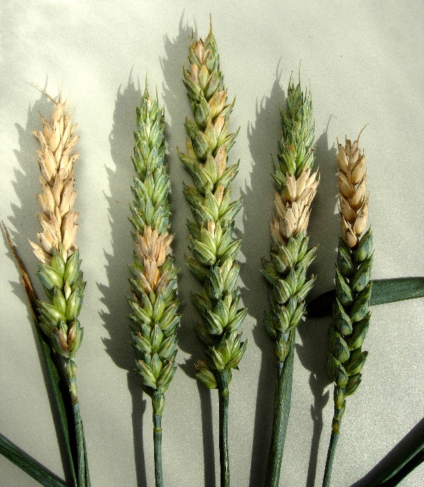 Fuzariózy v klasech pšenice
