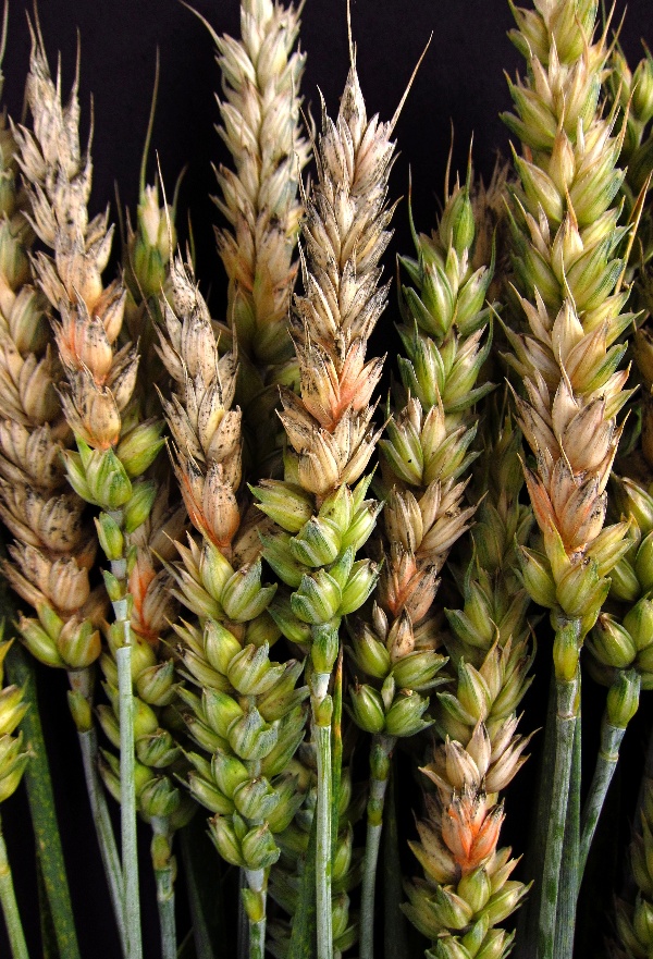 Fuzariózy klasů pšenice