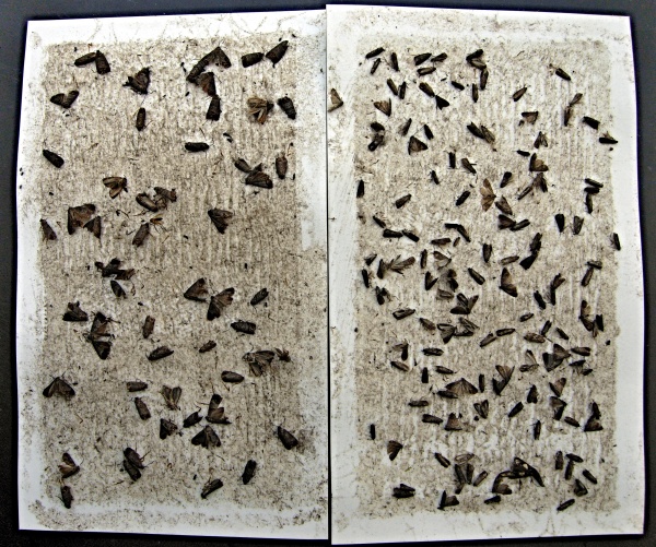 Feromonový lapák - motýli obaleče jablečného (vpravo) a obaleče švestkového