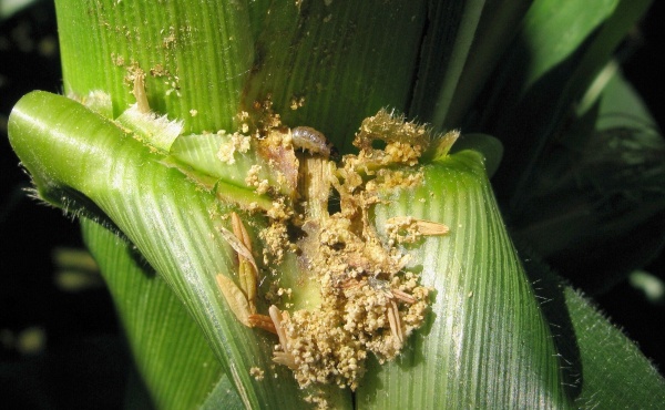 Poškození kukuřice housenkou zavíječe kukuřičného