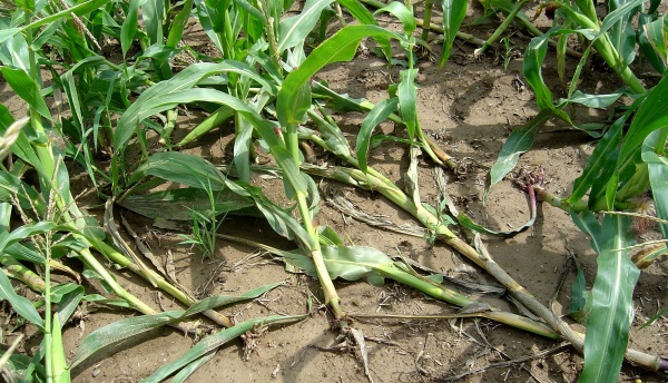 Poškození kořenů kukuřice larvami bázlivce - „husí krky“