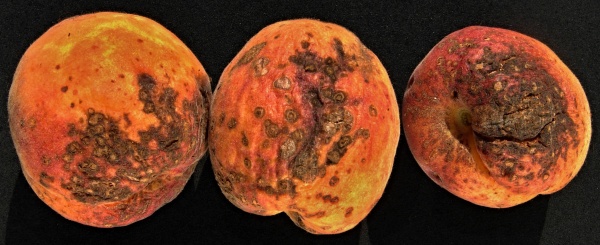 Strupovitost peckovin na meruňkách