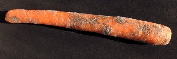 Kořen mrkve napadený pochmurnatkou mrkvovou