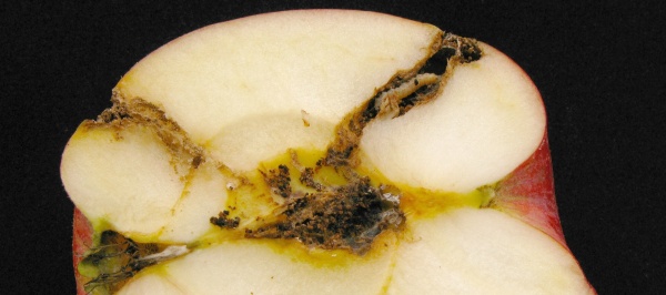 Poškození housenkou obaleče jablečného