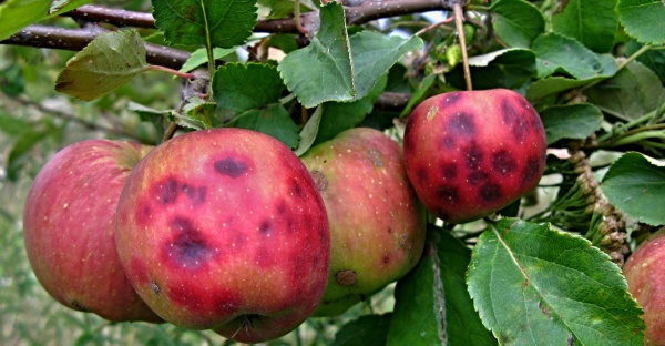 Hořká skvrnitost jablek - nedostatek vápníku