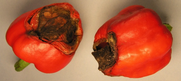 Suchá hniloba květního konce plodů paprik - nedostatek vápníku