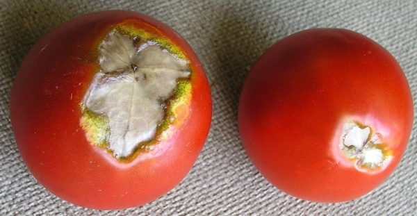  Suchá hniloba květního konce plodů rajčat - nedostatek vápníku