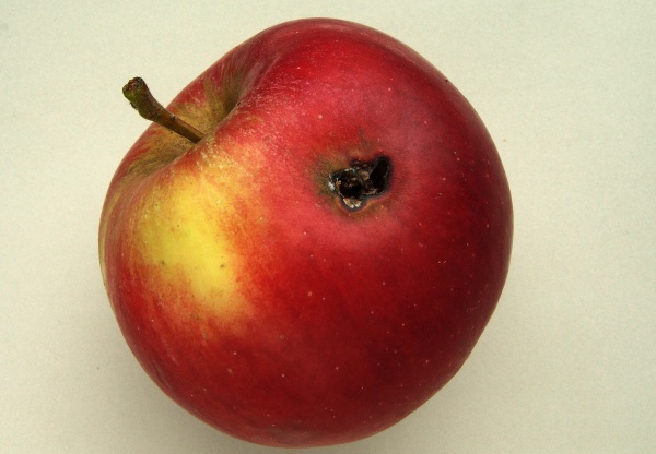 Poškození jablka housenkou obaleče jablečného