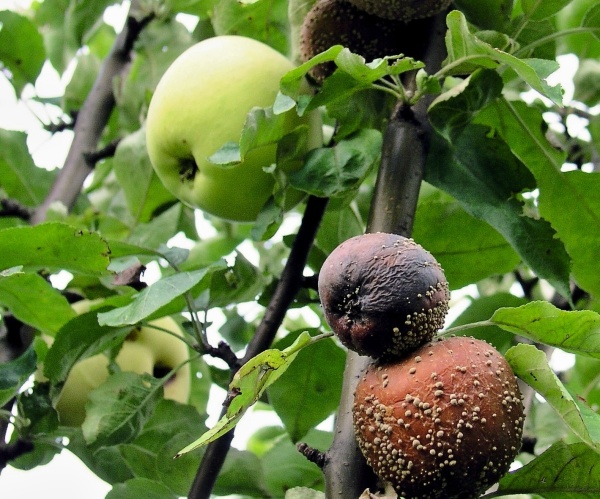 Moniliová hniloba na plodech jabloně