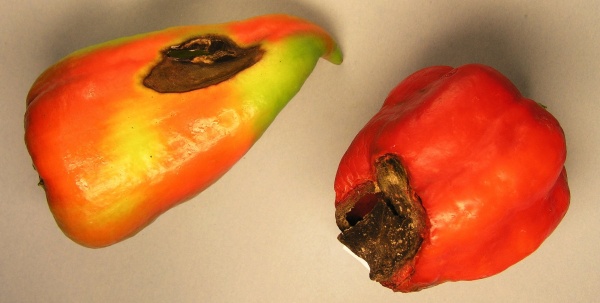 Suchá hniloba plodů paprik - nedostatek vápníku