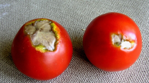 Suchá hniloba plodů rajčat - nedostatek vápníku