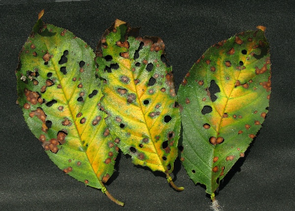 Dírkovistost listů peckovin na třešni