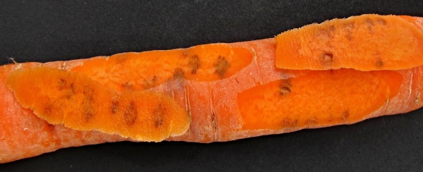 Pochmurnatka mrkvová poškozuje kořen mrkve