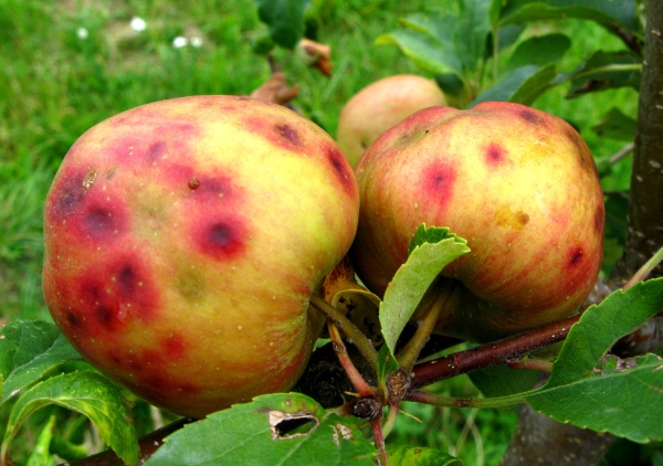 Fyziologická skvrnitost jablek
