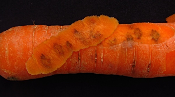  Pochmurnatka mrkvová poškozuje kořen mrkve