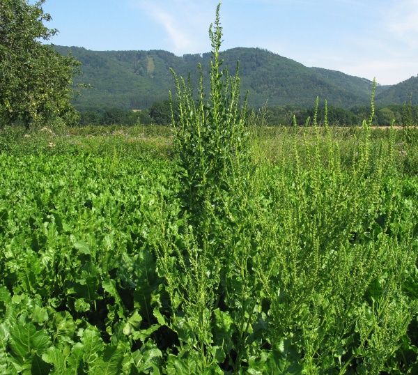 Plevelná řepa může zkomplikovat pěstování cukrovky na mnoho let