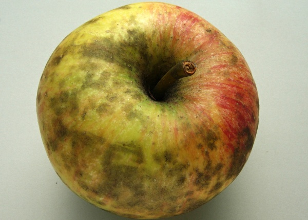 Sazovitost plodů jabloně