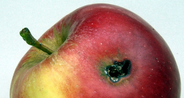 Poškození obalečem jablečným