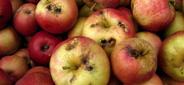 Poškození jablek slupkovými obaleči