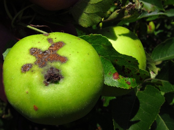 Stupovitost jabloně