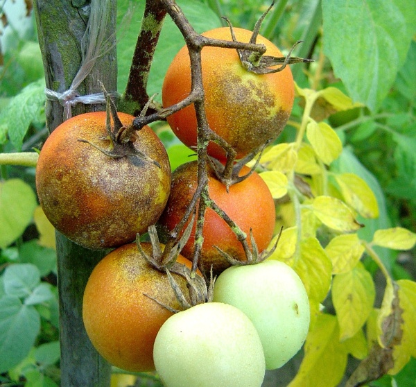 Plíseň rajčat na plodech