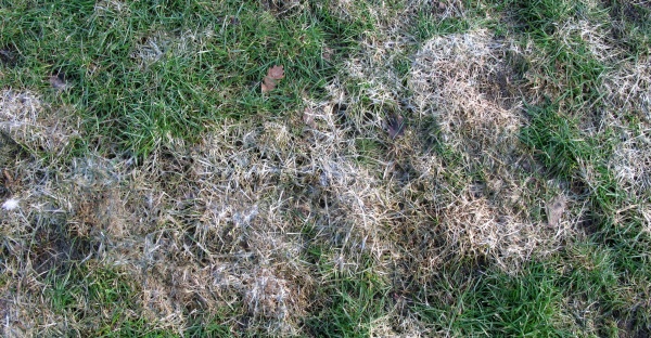 Za nejčastějšího původce vyzimování trávníku je označována plísňovitost sněžná