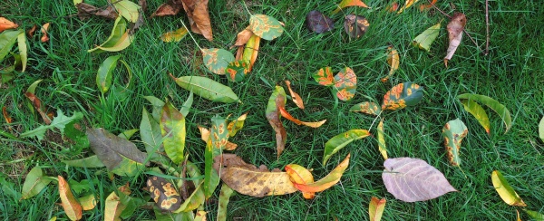 Úklid spadaného listí má fytosanitární význam