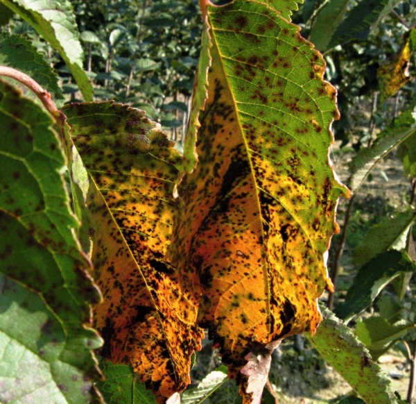 Původce skvrnitosti listů třešně přezimuje na napadených opadlých listech, kde se na jaře vyvíjejí askospory