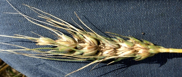 Mazlavá snětivost pšenice je dobře kontolovaná povolenými mořidly