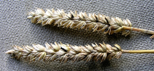 Mazlavá snětivost pšenice je regulována mořidly