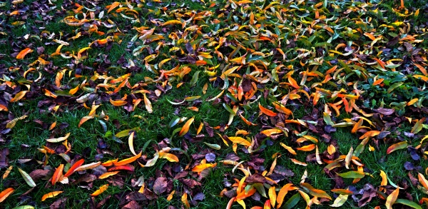 Úklid spadaného listí na podzim má fytosanitární význam