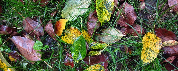 spadané listí na trávníku