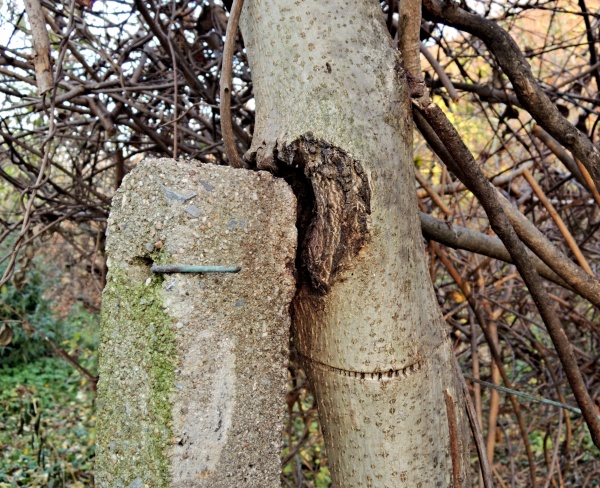 Poškození větví stromů