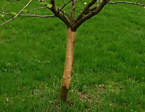 Stromek poškozený ohryzem