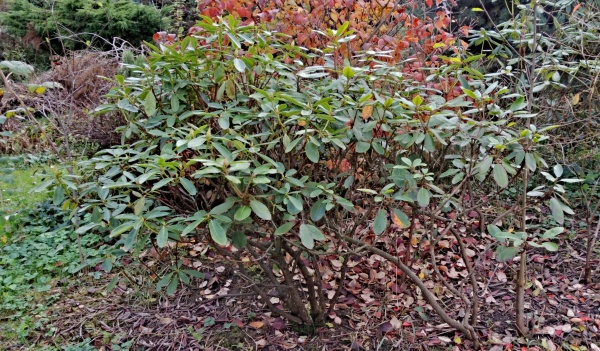 Rododendron na podzim potřebuje dostatečnou zálivku